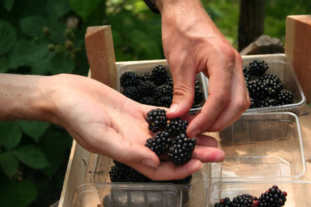 harvesting blackberriesの写真素材