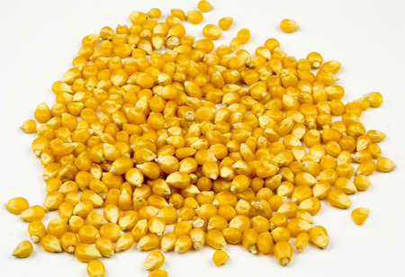 Corn kernels isolated on white backgroundの写真素材