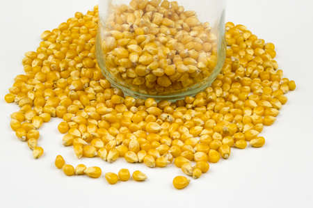 Corn kernels isolated on white backgroundの写真素材