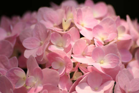 Close up of pink Hydrangea 