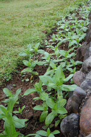 Row of young flower plants in backyard gardenの写真素材