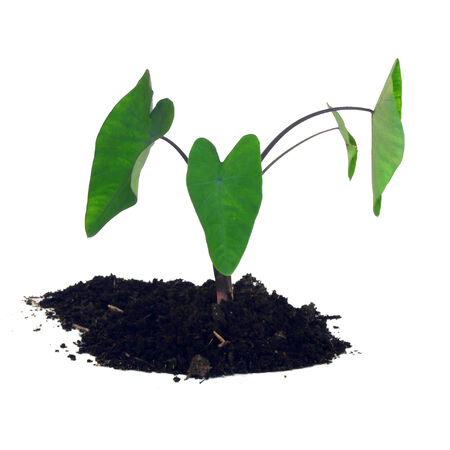 young plant,Caladium, on white isolate backgroundの写真素材
