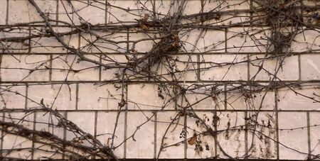 creeper on weathered brick wall   abstract grungy wall plantの写真素材