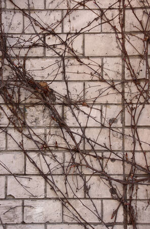 creeper on weathered brick wall   abstract grungy wall plantの写真素材