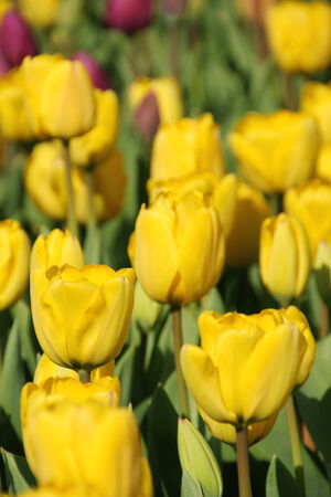 beautiful yellow tulip in gardenの写真素材
