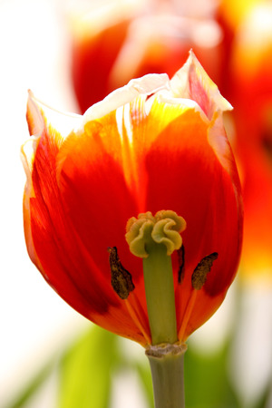 Half a tulip flower, seen pollenの写真素材
