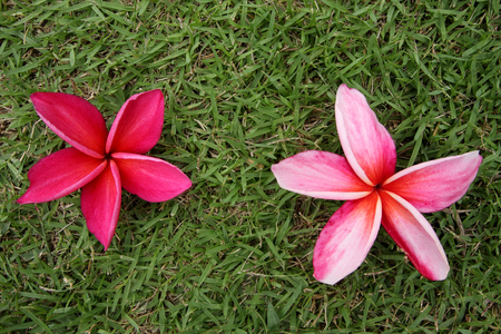 red frangipani on grassの写真素材