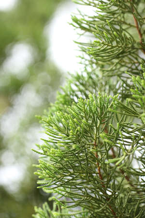 Branch of pine tree
