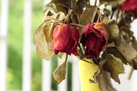 wither rose, died roseの写真素材