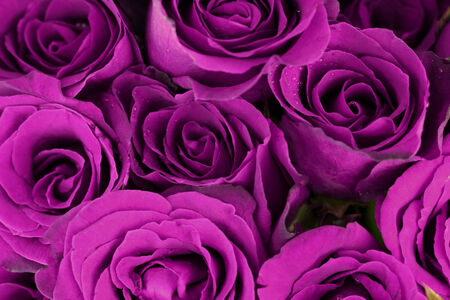 Purple roses bouquet as backgroundの写真素材