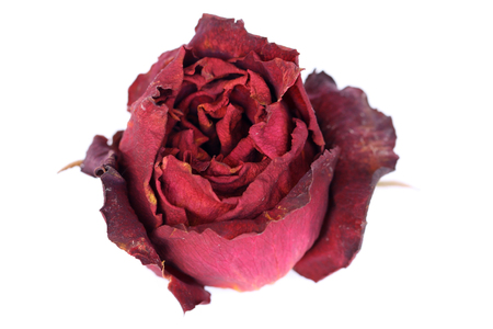A whithered rose isolated on white background.の写真素材