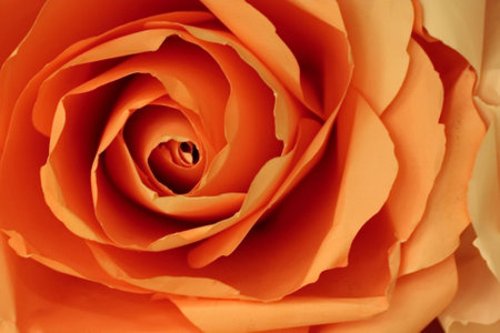 Abstract orange rose background make from paper.の写真素材
