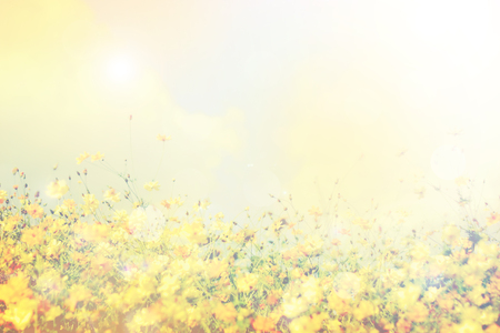 retro flowers field backgroundの写真素材