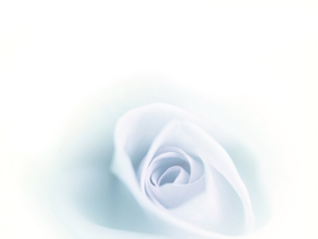 Beatiful blurred blue rose faded on white background.の写真素材