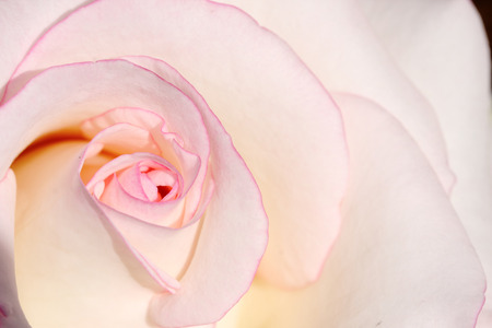 Macro close up of white and pink rose petal in sunlight.の写真素材