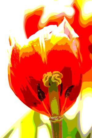 Half of tulip flower cut to seen pollen, posterize style picture.の写真素材