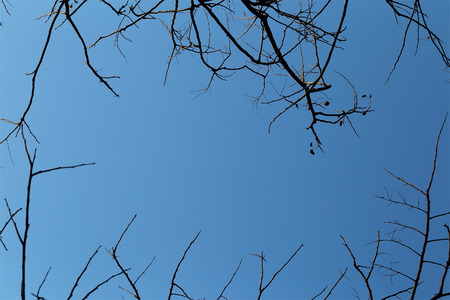 Dry branches against blue sky.の写真素材