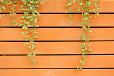 Climber on wooden fence for background.