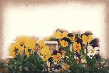Pansy flower, Vintage paper texture for background.の写真素材