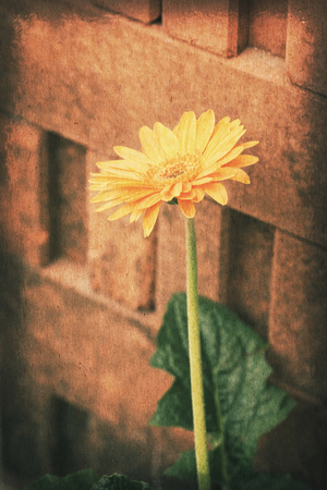 Vintage postcard, Orange gerbera daisy flower over brick wall, soft light on old paper texture style image.の写真素材