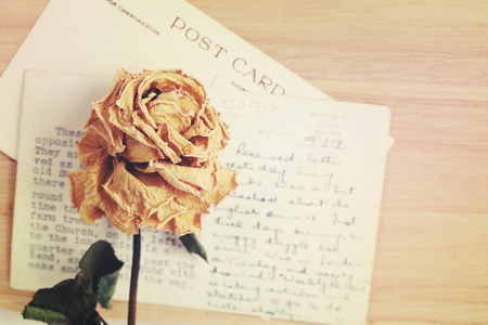 Dry rose and old postcard. Soft light vintage style image.の写真素材