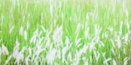 Abstract background of blurred meadow.の写真素材