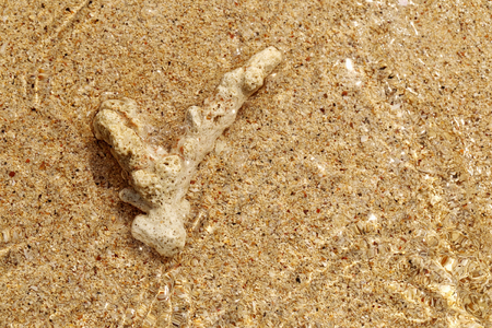 carcass coral underwater on golden sand beach for background.の写真素材