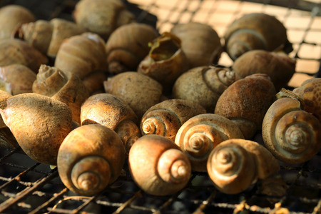 Grilled shell, spotted babylon, seafoodの写真素材