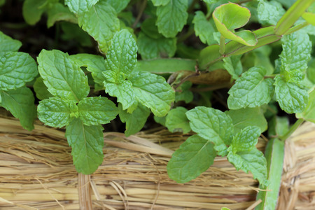 Mint plant grown at vegetable garden.