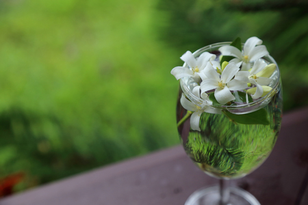 Little white flowers, Orange Jessamine, in glass vase.の写真素材