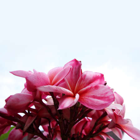 Red Bouquet of plumeria or frangipani flowers.の写真素材