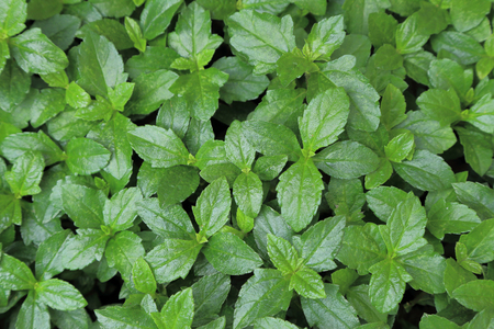 Green bush leaf for background.の写真素材