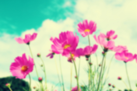 Blurred flower fields background, retro style color.の写真素材