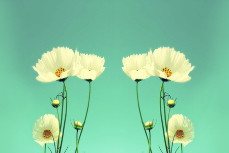 Retro cosmos flower fields background.の写真素材