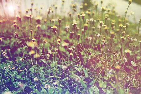 Wild flowers field in sunlight, vintage style background.の写真素材