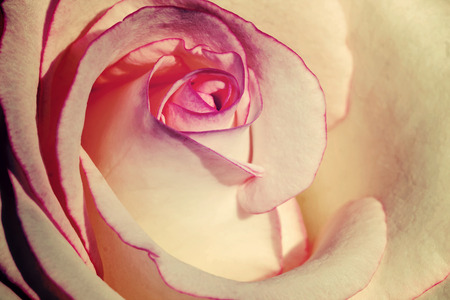 Vintage style image of white and pink rose petal for background.の写真素材