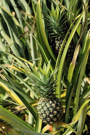 Pineapple on the plant in farm, tropical fruit in nature.の写真素材