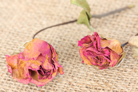 Whithered roses on sackcloth background.の写真素材