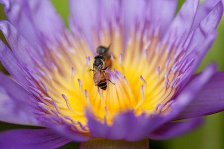 Purple water lily with bee in pollen, selective focus.の写真素材