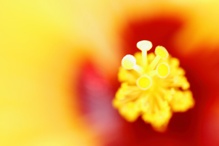 Abstract colorful background of blurred pollen.の写真素材