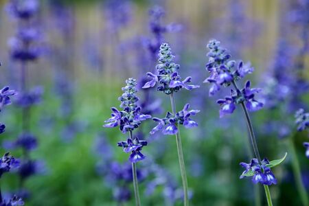 Blue wildflower with blurred background by macro lens. (shallow depth of field)