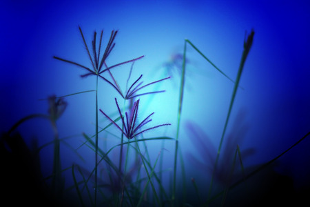 Abstract wildflowers background, Blurred of Swallen Finger Grass at night.の写真素材