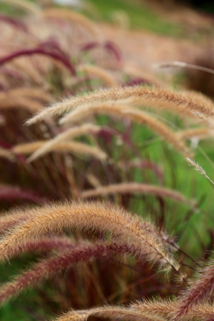 Foxtail weed grass flowers, Nature blurred background.の写真素材