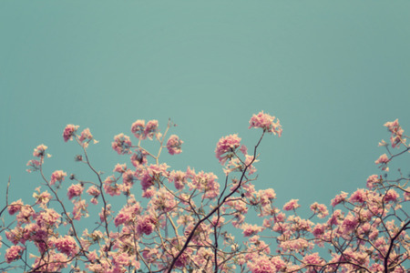 Blurred background of leafless tree branch with pink flowers against blue sky background, toned...