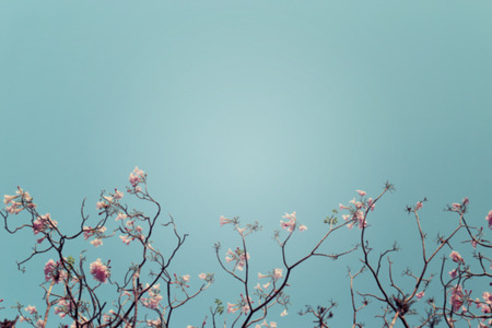 Blurred background of leafless tree branch with pink flowers against blue sky background, toned image.の写真素材