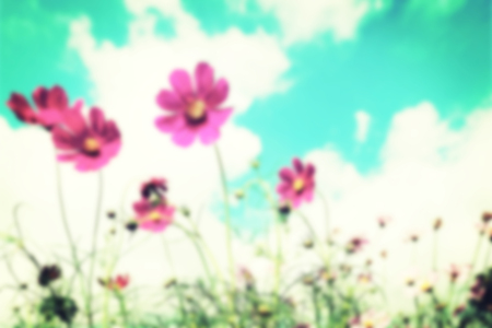 Blurred cosmos flower fields background, retro toned image.の写真素材