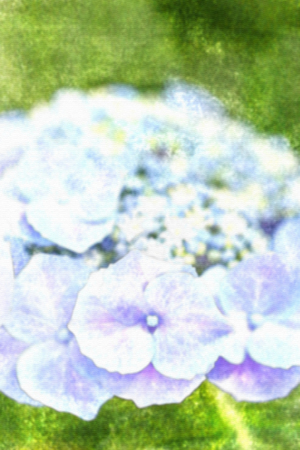 Blue hydrangea, Watercolor on canvas texture.
