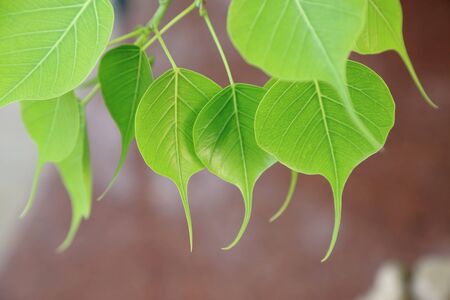 Young pipal leaves. Green leaf background. Spring scene natural background.