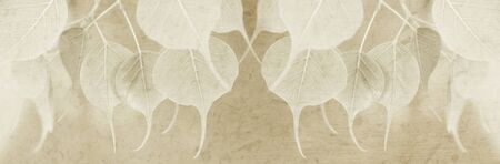 Young pipal leaves with mulberry paper texture for title bar background, sepia toned color.の写真素材