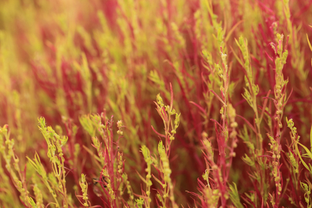 Close up of red Kochia or Bassia scoparia selective focus by macro lens for background.の写真素材